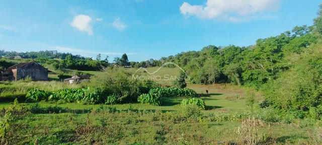 Vista panorâmica de uma área verde com vegetação densa ao fundo.
