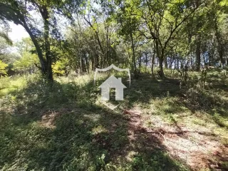Paisagem de mata densa com vegetação no primeiro plano.