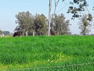 Área rural com 2 dormitórios, foto 5