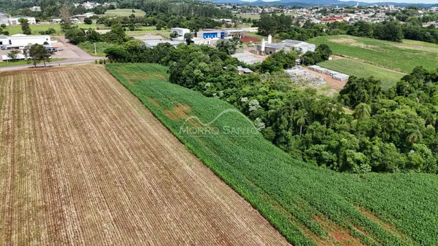 Vista de uma plantação de videiras em uma área rural.