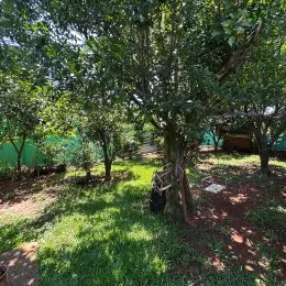Foto de uma área externa com árvores e vegetação.