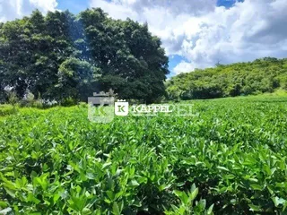 Vista de um campo verde exuberante em Lajeado.