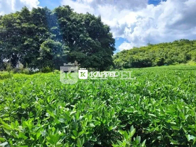 Vista de um campo verde exuberante em Lajeado.