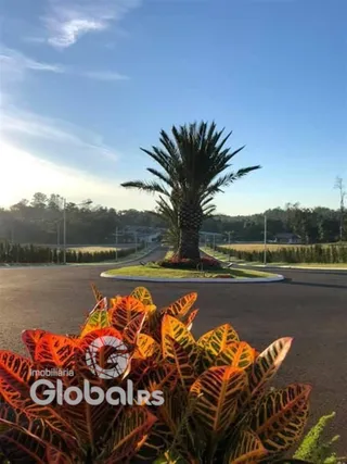 Paisagem com palmeira e vegetação ao ar livre.