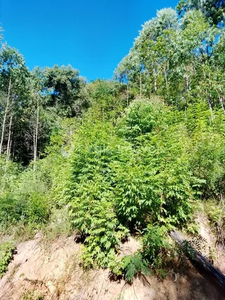 Área rural com 2 dormitórios, foto 6