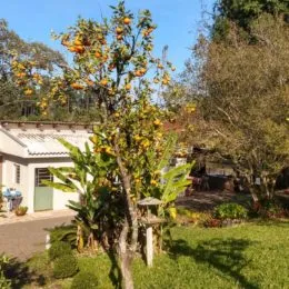 Vista externa de um jardim com uma árvore florida em Lajeado.