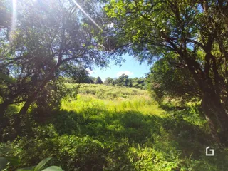 Paisagem de campo verde com árvores e vegetação densa.