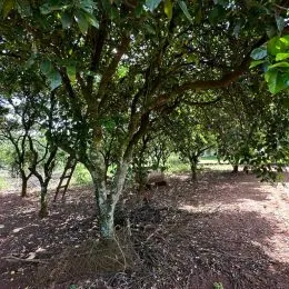 Área rural com 3 dormitórios, foto 11