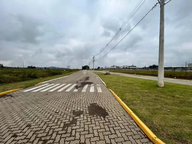 Vista de uma estrada pavimentada com faixas de pedestres em uma área verde.