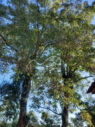 Foto de árvores e folhagem sob um céu azul claro.
