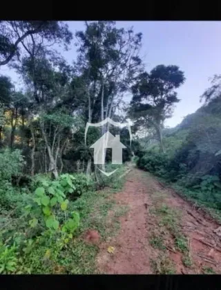Vista de uma estrada de terra entre a vegetação densa.