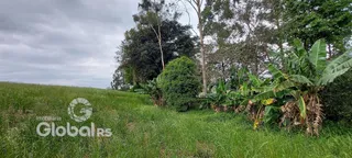 Paisagem de grama e vegetação densa em uma área externa.