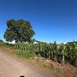 Vista de um campo de vegetação verde sob um céu azul claro.